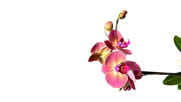 69c67e4fc33795f7accf18b8 Lepkeorchidea 46 cm - púderrózsaszín és mályva (11)