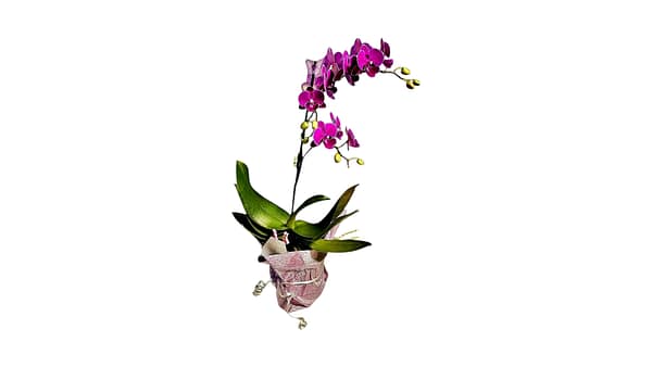 69c680c249d0c19e440b888b Mini Lepkeorchidea 40 cm - málna (13)