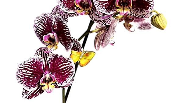 69c6815749d0c19e440b88b8 Lepkeorchidea 54 cm - mély, sötét szederlila (14)