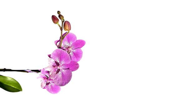 69c681f4506e0e6b8e82b6a2 Lepkeorchidea 52 cm - levendulás-rózsaszín (15)