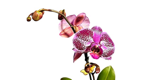 69c6840fc33795f7accf1e15 Lepkeorchidea 53 cm - pöttyös málnaszörp (16)