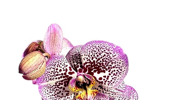 69c69b14506e0e6b8e82c1f7 Lepkeorchidea 56 cm - sötétlila (17)