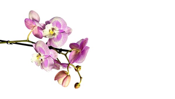 69c69c6749d0c19e440b938c Lepkeorchidea 55 cm - rózsaszín (18)