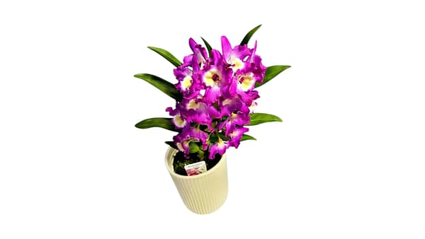 69c69f17c33795f7accf2a49 Bambuszorchidea 39 cm - rózsaszín kaspóban