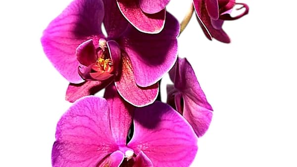 69c6b332506e0e6b8e82c834 Lepkeorchidea 53 cm - élénk rózsaszín (19)