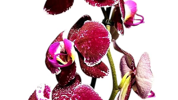 69c6b3f7506e0e6b8e82c852 Lepkeorchidea 51 cm - mély bordó, rubinvörös (20)