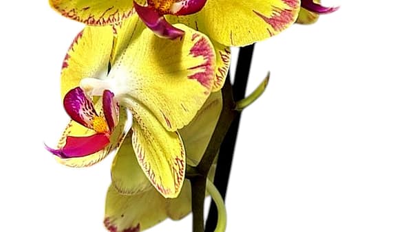 69c6b4d6506e0e6b8e82c890 Lepkeorchidea 49 cm - napsárga (21)