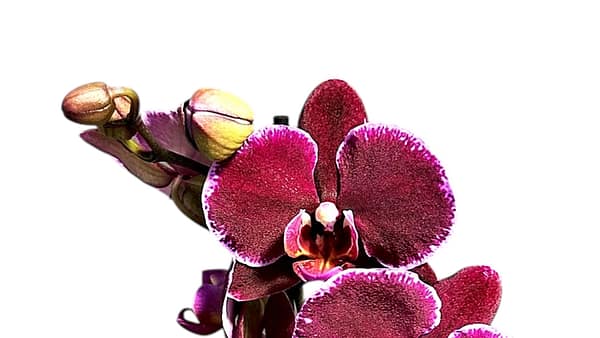 69c6b689c33795f7accf305c Lepkeorchidea 55 cm - bársonyos meggybordó (23)