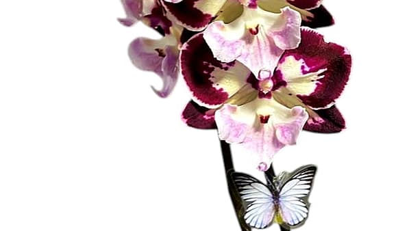 69c6b8b249d0c19e440b9ad9 Lepkeorchidea 52 cm - mély szeder-bordó (24)