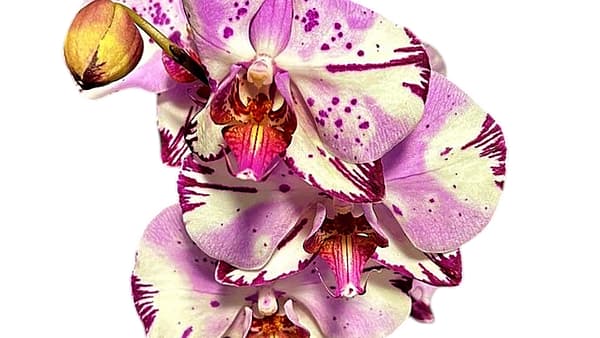 69c6bb7bc33795f7accf3104 (1) Lepkeorchidea 53 cm - Málna-Márvány (25)