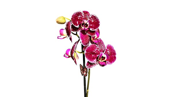 69c6c24ec33795f7accf31ea Lepkeorchidea 49 cm - bársony (26)