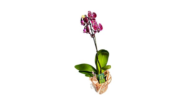 69c6c24ec33795f7accf31eb Lepkeorchidea 49 cm - bársony (26)
