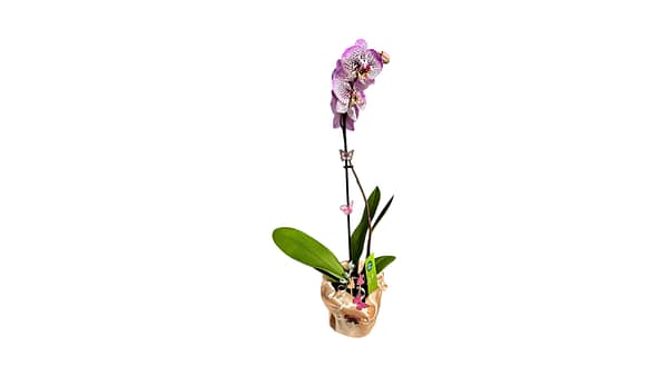 69c6c2cbc33795f7accf31f7 Lepkeorchidea 54 cm - eperhabos (27)
