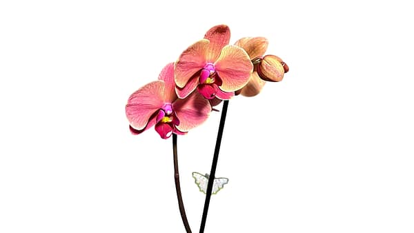 69c6cdcec33795f7accf340f Lepkeorchidea 54 cm - barack-púder (29)