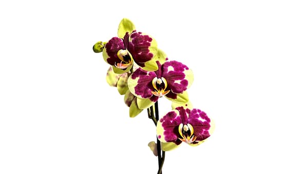 69c6cef0c33795f7accf3425 Lepkeorchidea 51 cm - lile-zöldes (30)