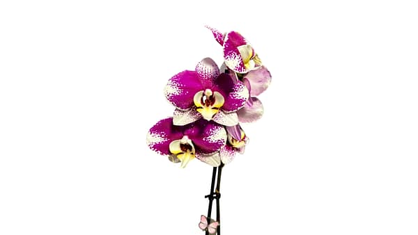 69c6cff3506e0e6b8e82cc5c Lepkeorchidea 41 cm - fukszia-bíbor (31)