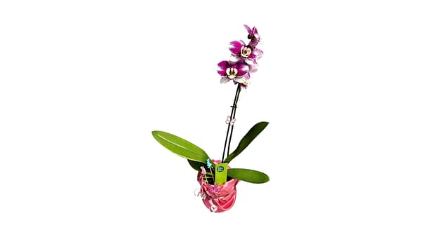 69c6cff3506e0e6b8e82cc5d Lepkeorchidea 41 cm - fukszia-bíbor (31)