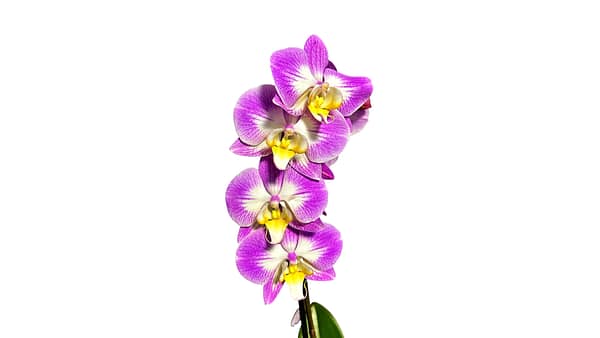 69c6d4d5506e0e6b8e82ccd6 Lepkeorchidea 54 cm - levendulalila (33)