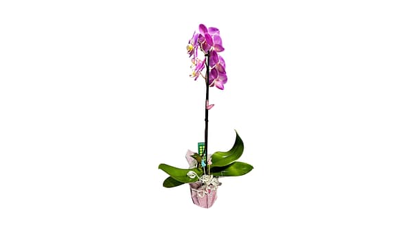 69c6d4d5506e0e6b8e82ccd7 Lepkeorchidea 54 cm - levendulalila (33)