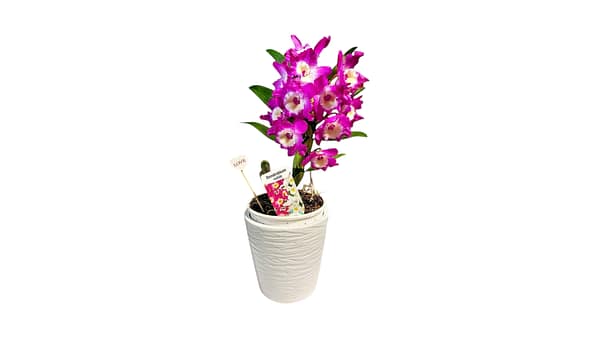 69e0c07a488442231bbb6a50 Bambuszorchidea - kaspóban 30 cm