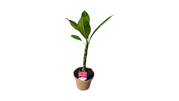 Pasztell Rózsaszín Frangipáni (Plumeria) Cserepes Növény – Trópusi Álom Pasztell rózsaszín virágú Frangipáni, vagyis Plumeria fiatal cserepes trópusi növény a SzuziVirág kínálatából.