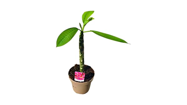 Élénk Pink Frangipáni (Plumeria) Cserepes Növény – Trópusi Álom Élénk pink virágú Frangipáni, vagyis Plumeria fiatal cserepes trópusi növény a SzuziVirág kínálatából.