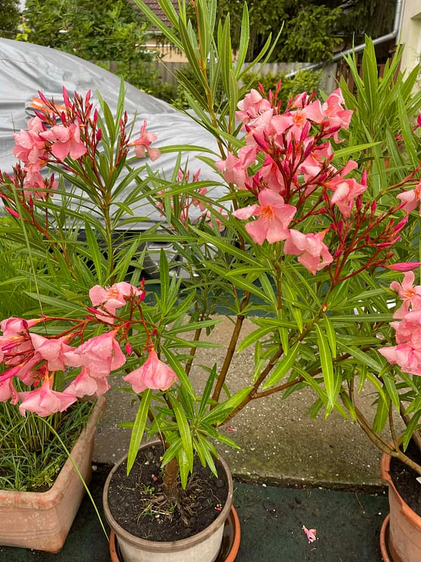 2f2032af-03ca-4e80-b1d8-c7c38e5eafad Lazac szimpla - szín: világos lazac