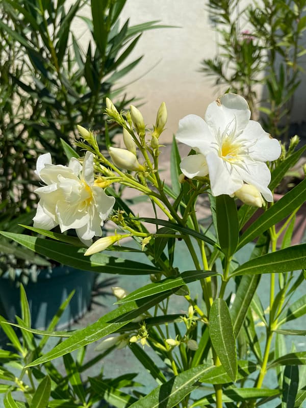 a1fb74ab-899c-4069-bf51-ca0509fff761 Sorrento dupla - szín: sárga