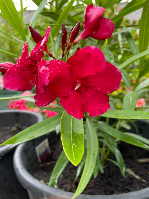 cb7b0ad5-21d2-4c9f-a1c9-c6a822a69ae4 Óriás Piros Szimpla - szín piros