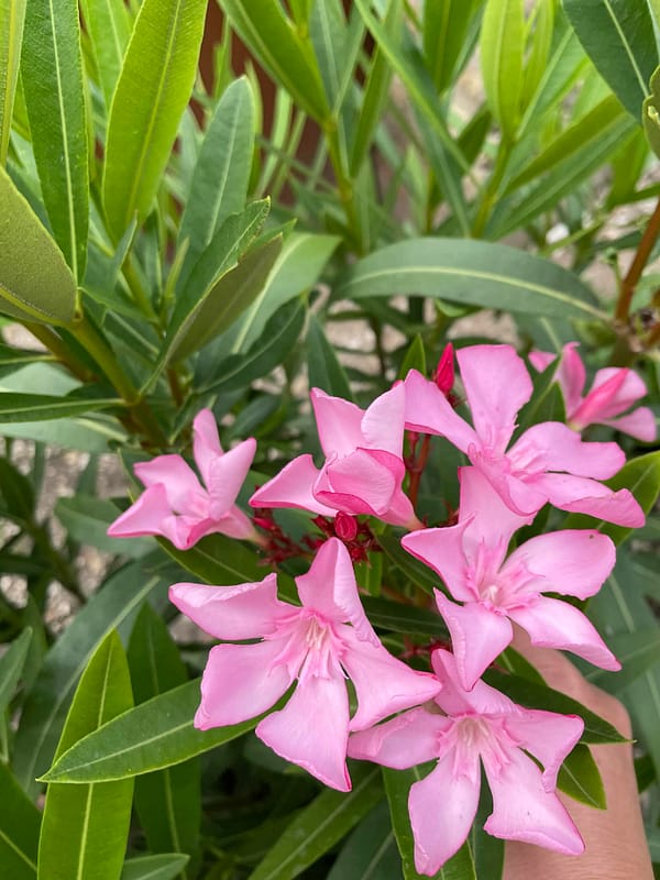 f91c76c9-448f-47c7-aff8-4b84ebf9ee6f Magaly - szín: rózsaszín