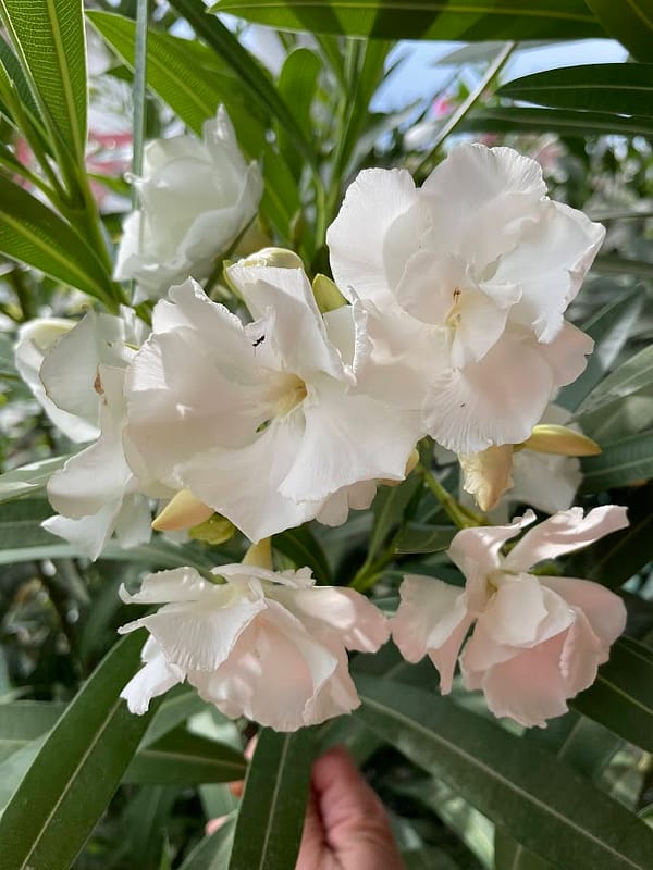 montblanc Fehér dupla (40-60cm)