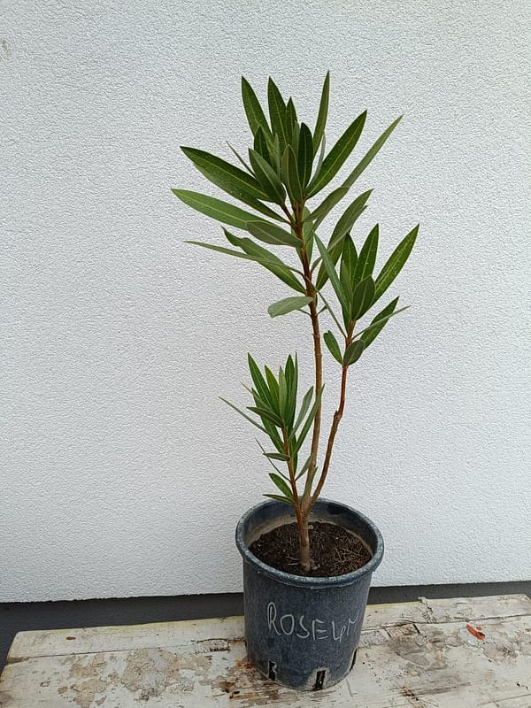 Roseum (80cm)