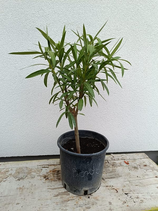 2026/03/4278-scaled.jpg Bordó (35-60 cm)